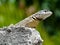 Beautiful gecko standing over the wall