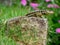 Beautiful gecko standing on the rock