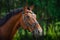 Beautiful gelding horse in bridle on forest background in summer