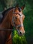 Beautiful gelding horse in bridle on forest background in summer