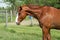 Beautiful gelding in the paddocks