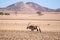 Beautiful Gemsbok, also called Oryx antelope, standing in the Namib Desert in Namibia