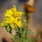 Beautiful Genda Ful Marigold Flower