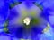 Beautiful Gentiana Clusii flower close up
