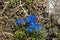 Beautiful Gentiana utriculosa flower in high Bohinj mountains