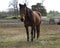 Beautiful, gentle, bay Quarterhorse mare named Jae