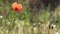 Beautiful, gentle, field poppy.Red poppy on a green background.