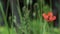 Beautiful, gentle, field poppy.Red poppy on a green background.Lonely poppy. Lonely and unrepeatable.
