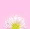 Beautiful gentle flower with petals on pink background. Minimal concept with space for text.