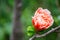 Beautiful gentle orange flower on its branch in a spring season at a botanical garden.