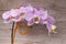 Beautiful gentle orchid flowers on a wooden background.