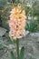 Beautiful gentle peach hyacinth inflorescence