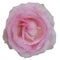 Beautiful gentle rose flower