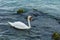 Beautiful gentle a swan is floating on the water Lake Garda. evening in blue shades sunset