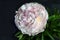 Beautiful gentle white-pink peony close up on a black background