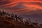 Beautiful gentoo penguin with evening light. Wildlife from Falkland Islands, water bird with orange sky in background, Antarctica