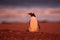 Beautiful gentoo penguin with evening light. Wildlife from Falkland Islands, water bird with orange sky in background, Antarctica