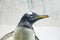 Beautiful Gentoo penguin Pygoscelis papua at zoo on ice background