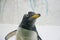 Beautiful Gentoo penguin Pygoscelis papua at zoo on snowy background