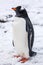 Beautiful gentoo penguin on the snow in Antarctica