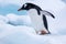 Beautiful gentoo penguin walking on snow in Antarctica