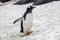 Beautiful gentoo penguin walking on snow in Antarctica