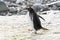 Beautiful gentoo penguin walking on snow. Antarctica peninsula.