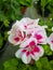 Beautiful geranium flower in the greenhouse close-up