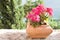 beautiful geranium flower in terracotta pot