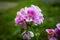 Beautiful Geranium flowers in garden