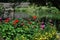 Beautiful Geranium in a Garden in Lienz.