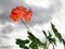 Beautiful geraniums on a background of clouds