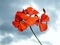 Beautiful geraniums on a background of clouds