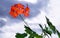 Beautiful geraniums on a background of clouds