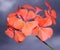 Beautiful geraniums on a background of clouds