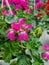 A beautiful geraniums flowers outdoors