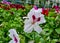 A beautiful geraniums flowers outdoors