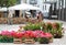 Beautiful geraniums for sale at the market outdoors