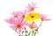 Beautiful gerbera daisies