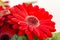 Beautiful gerbera flower with its red petals and its center with red and yellow touches