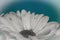 Beautiful Gerbera Flower. A Simple Background of White Flower Petals With one Perfect Daisy With a Bright Blue Backdrop. Beautiful