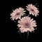 Beautiful gerbera. Flowers.