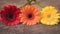 Beautiful gerberas, colourful daisies on the dark background, isolated, macro