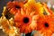 Beautiful gerberas yellow and orange color