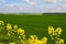 A beautiful german agriculture landscape with light and yellow rape fields