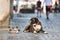 Beautiful german boxer dog wearing red collar, lying outdoors on the street guarding his owner`s skateboard