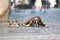 Beautiful german boxer dog wearing red collar, lying outdoors on the street guarding his owner`s skateboard