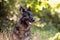 A beautiful German Shepard dog sitting in a forest