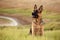 A beautiful German Shepard dog sitting on the grass with a lake behind him