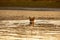 A beautiful German Shepard dog swimming in a lake with a ball